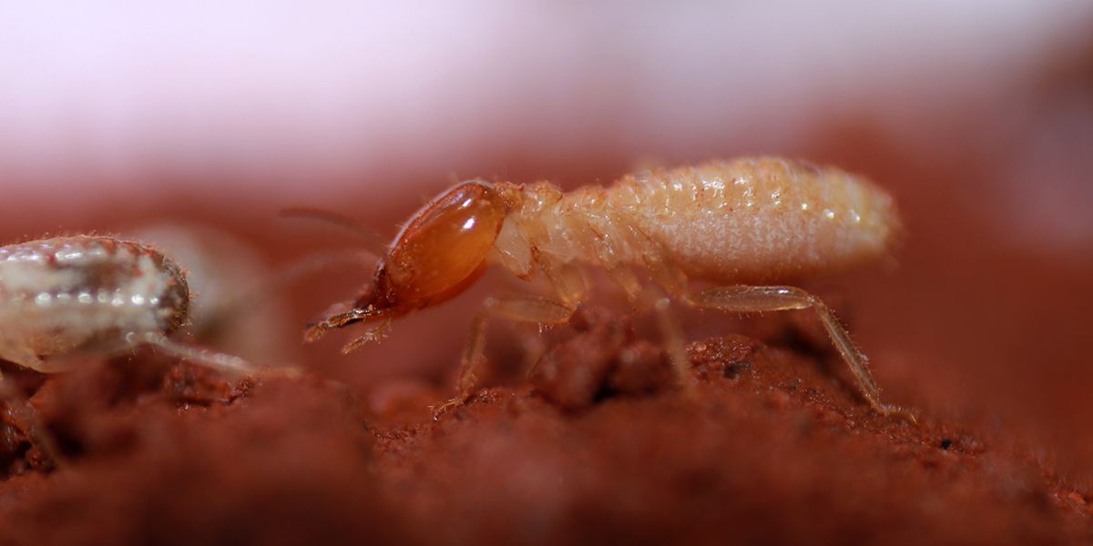 Comment détecter et éradiquer les termites : guide pratique