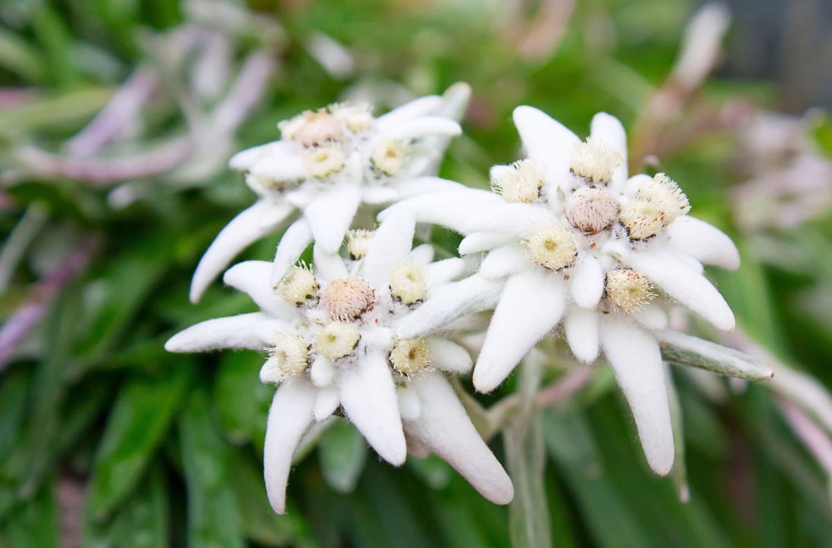 Edelweiss : fleur symbole, comment la planter, dans quelle terre