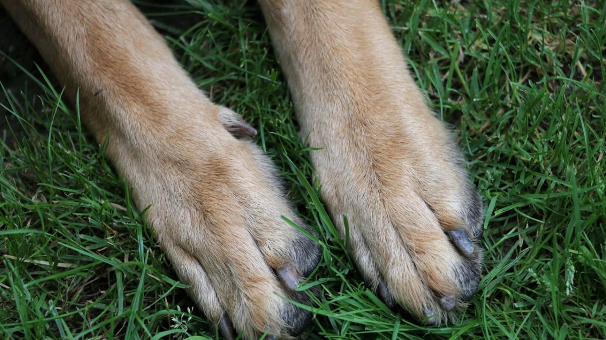 Aslan, le jeune chien en danger de mort, obtient un sursis précieux dans le Pas-de-Calais