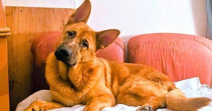 Un répit pour Aslan, le chien menacé d'euthanasie : le tribunal tranche
