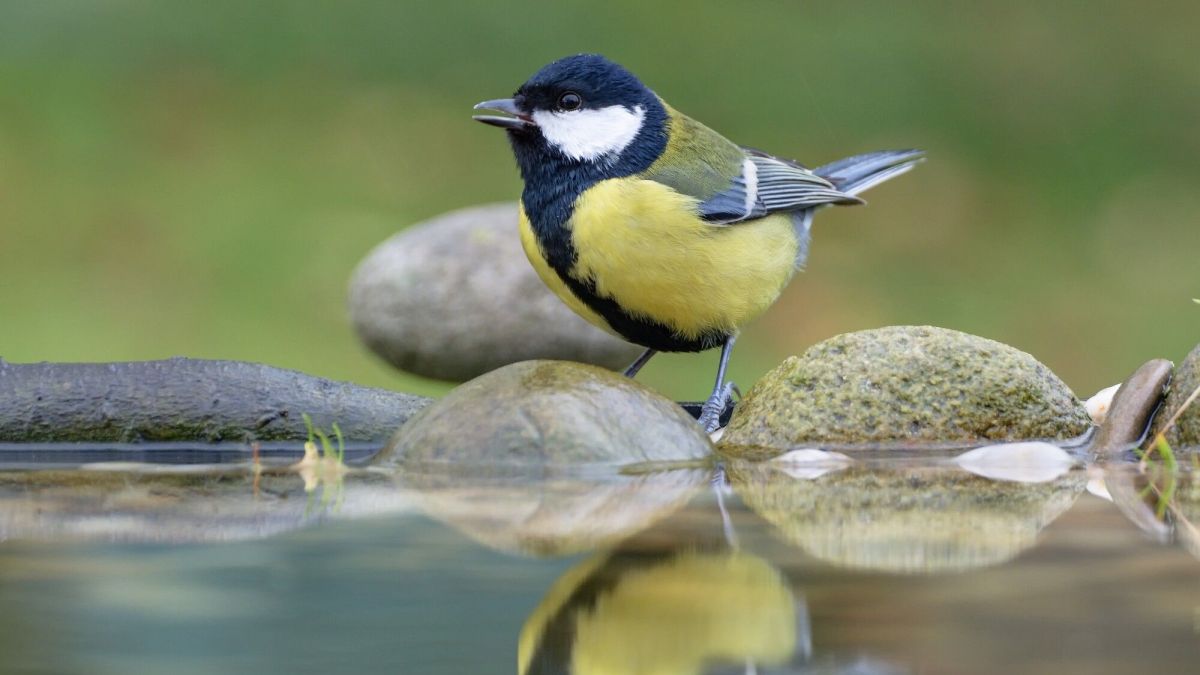 Comment rafraîchir et aider les oiseaux en période de canicule