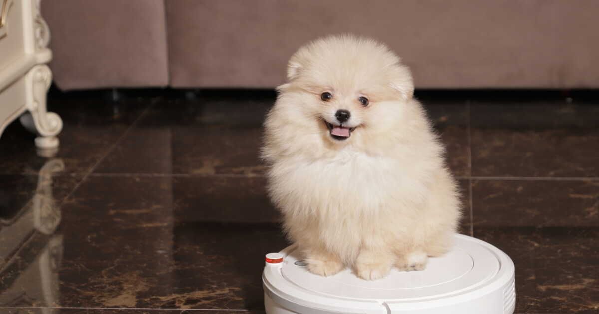 Des astuces pratiques pour un intérieur impeccable avec un animal de compagnie