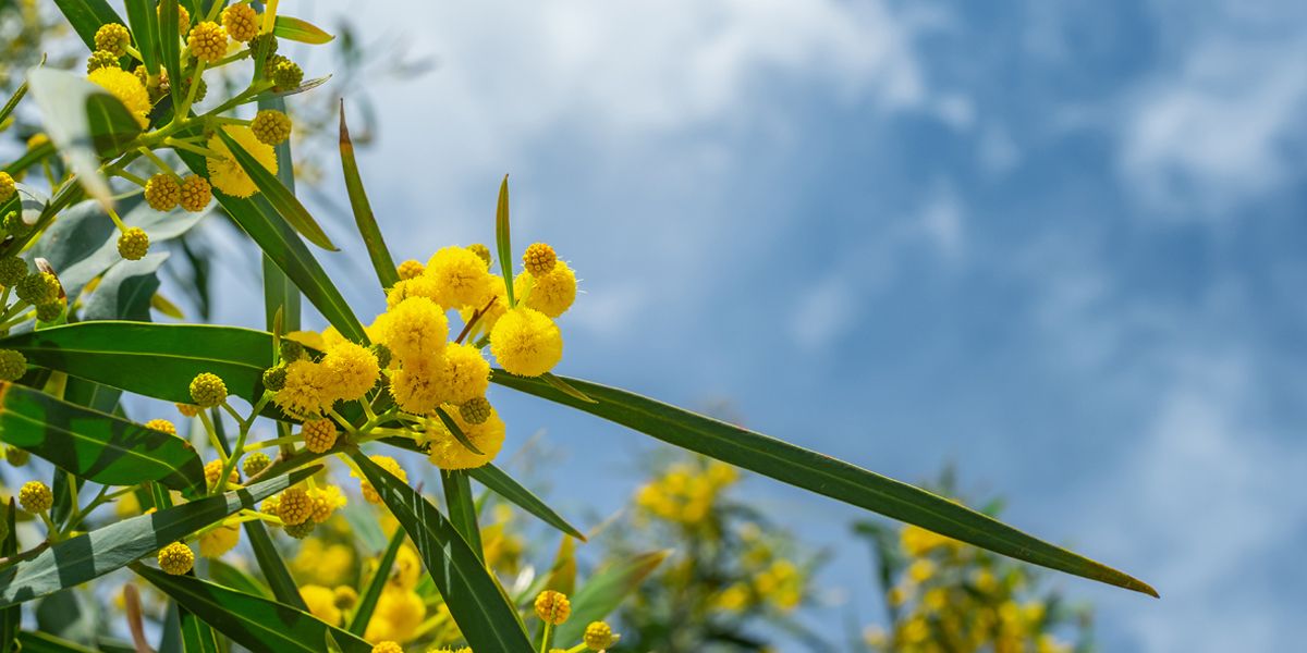 Le jardin de mars : semis, plantations et conseils essentiels
