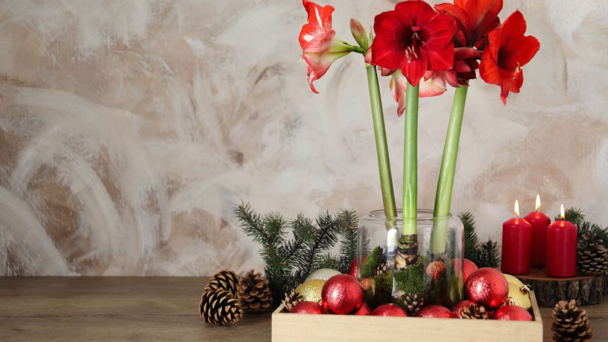Les plantes d'intérieur idéales à offrir pour Noël