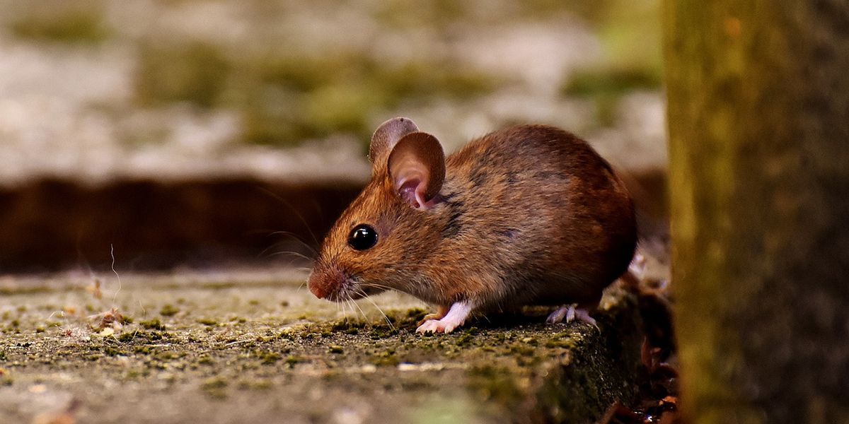 Éloignez les souris de votre maison avec ces solutions naturelles