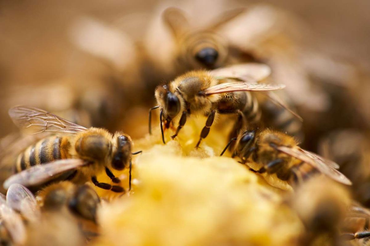 Plantez cette plante magique et sauvez les abeilles