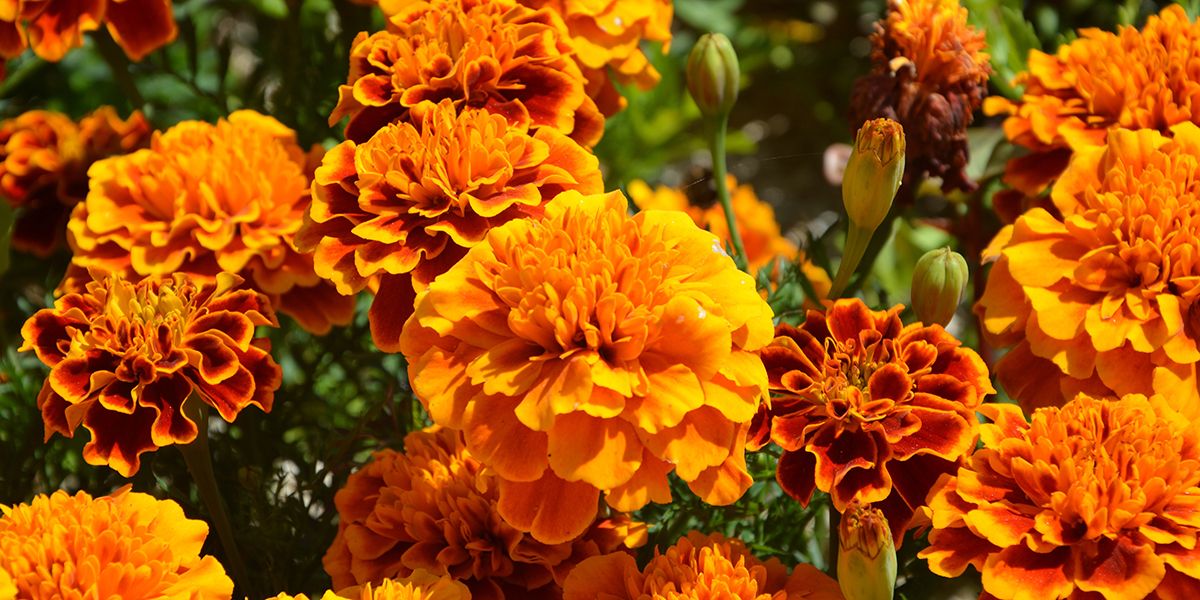 Tagetes : les fleurs éclatantes qui embellissent votre jardin