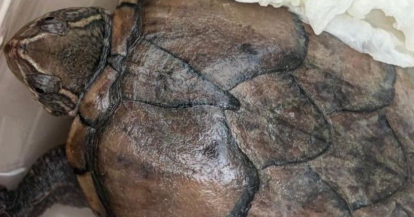 La gendarmerie de Pernes intercepte un colis suspect rempli de tortues