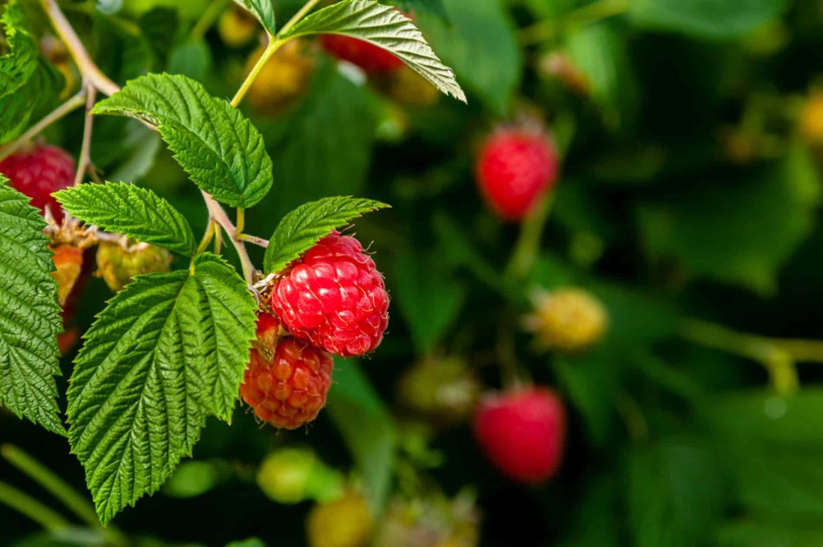Découvrez le secret des framboisiers ultra-productifs pour une récolte fructueuse