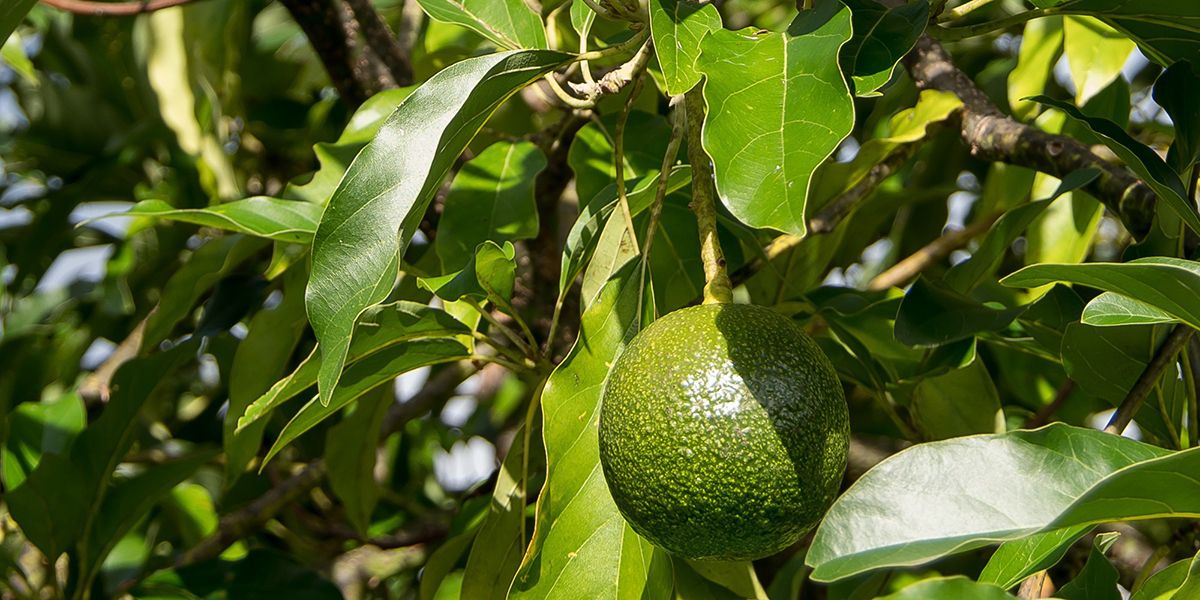 L'avocatier, un trésor des tropiques à portée de main