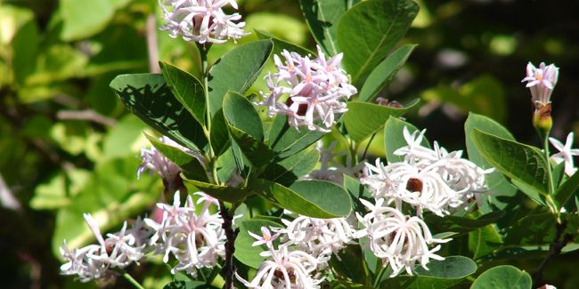 Arbre pompon (Dais cotinifolia), un éternel bouquet de fleurs
