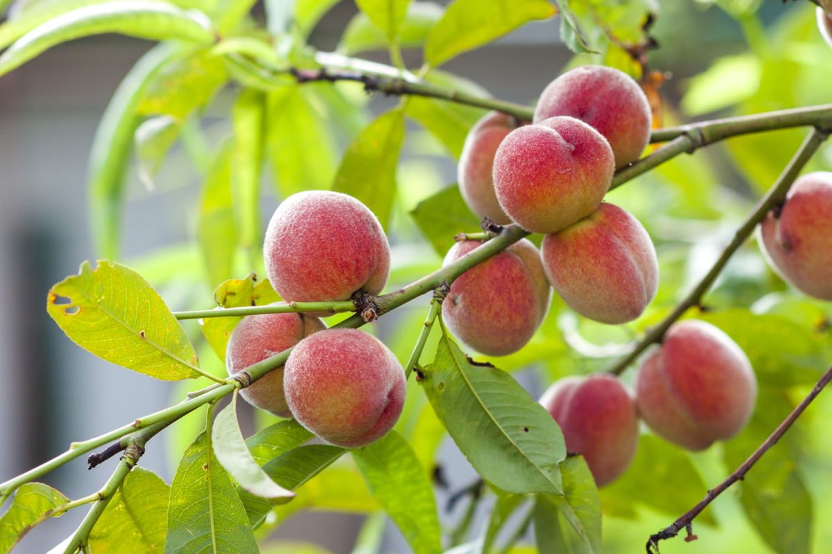 Le guide des jours fruits et graines : optimiser votre jardin avec la Lune