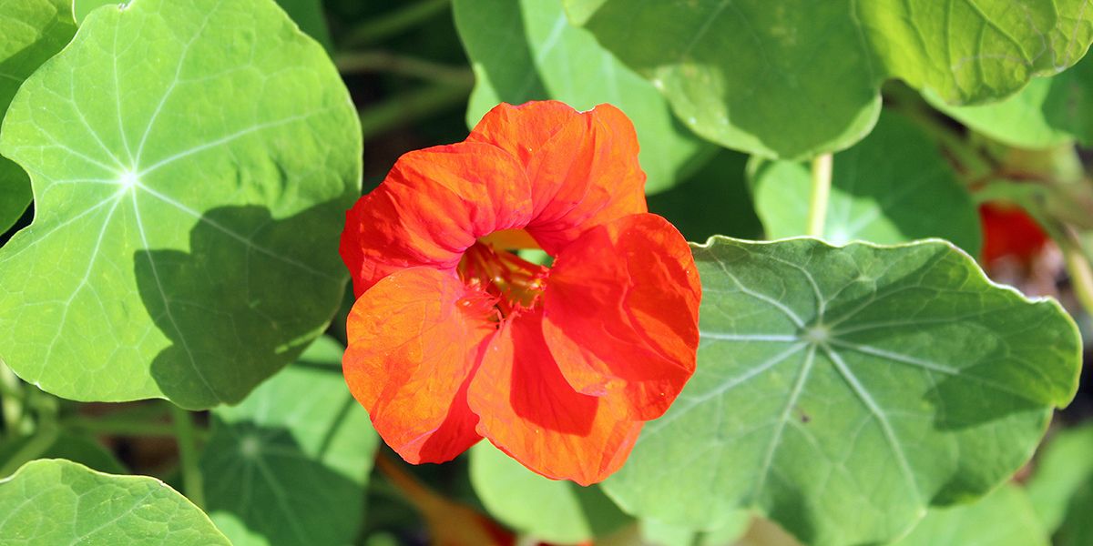 Les capucines, alliées inattendues contre les pucerons de votre jardin