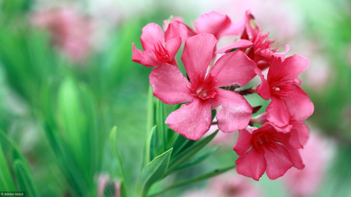 Protéger vos fleurs du froid : astuces et conseils pratiques