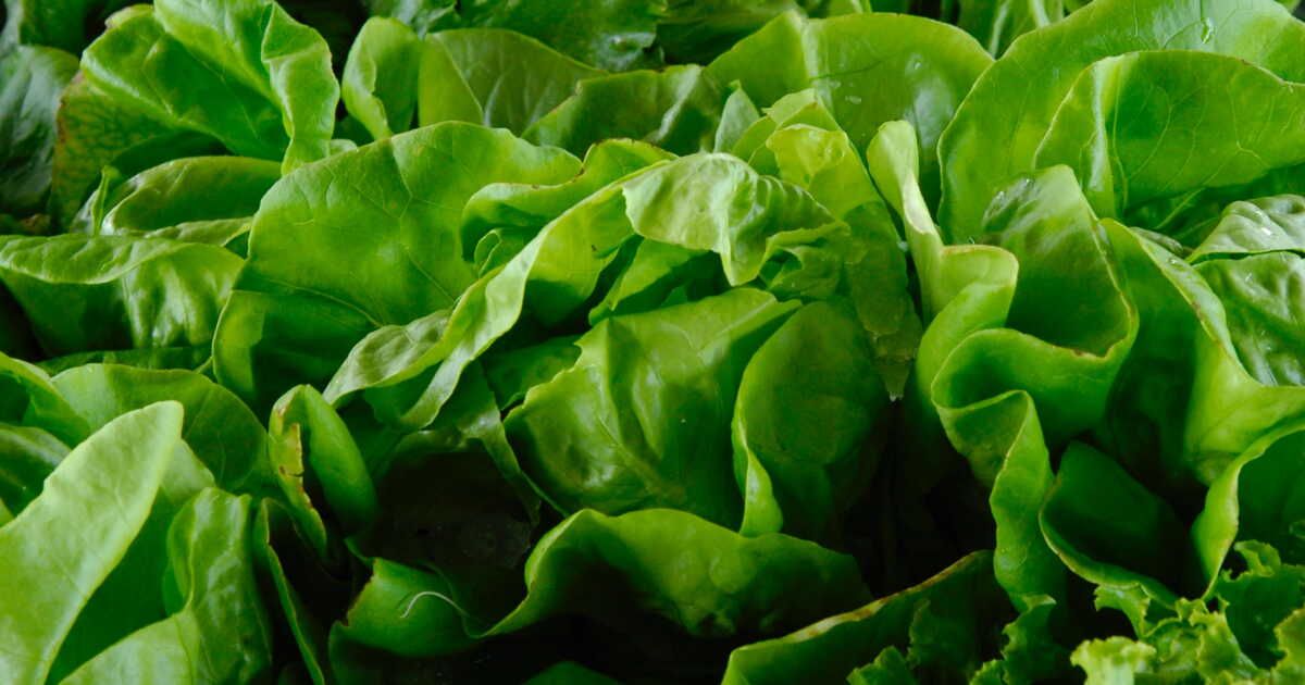 Les erreurs courantes à éviter lors de la préparation de votre salade
