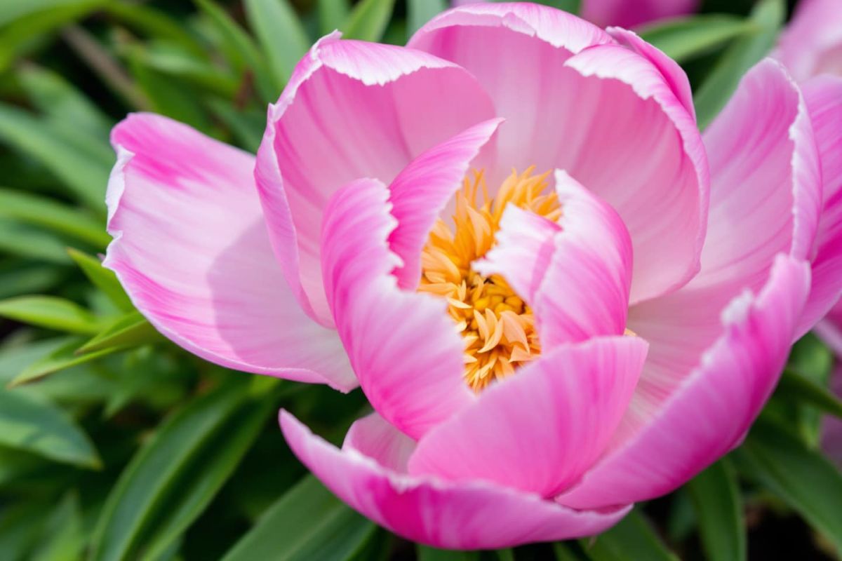 La magie de la pivoine 'Bowl of Beauty' pour un automne éclatant