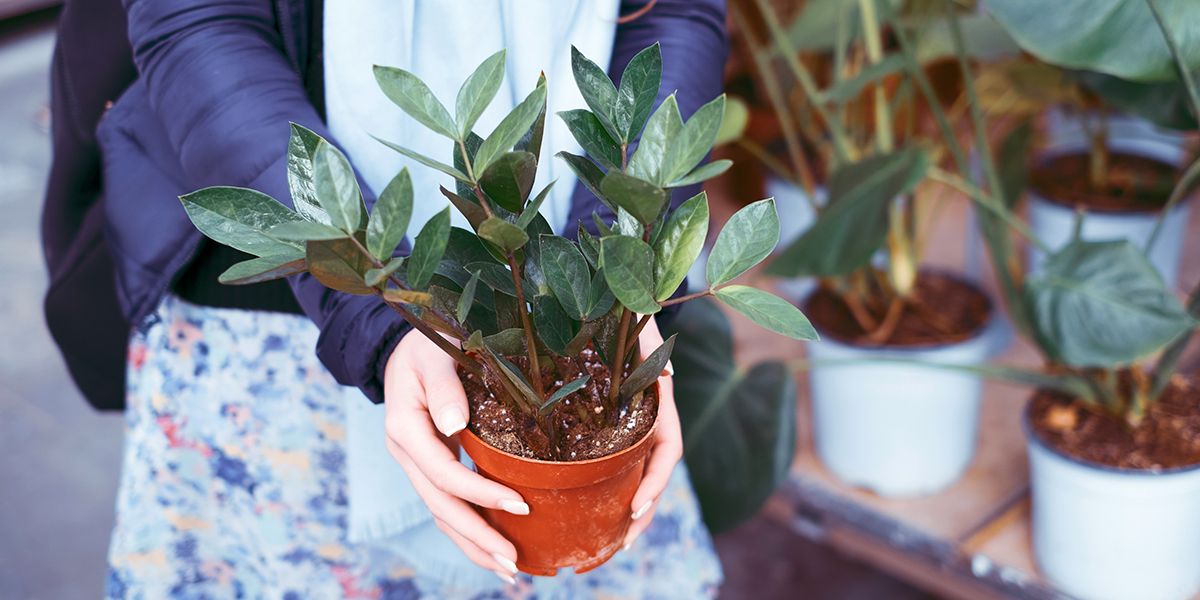 Faut-il rempoter votre nouvelle plante dès votre retour à la maison ?