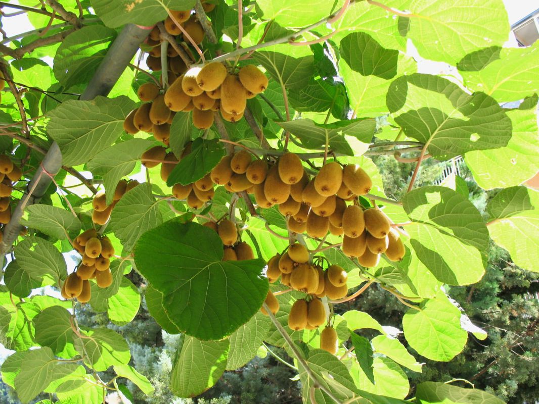 Actinidia : planter, faire pousser et soigner l'arbre à kiwi