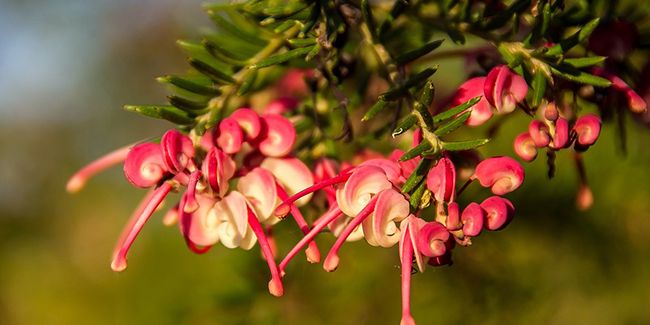 découvrez le grévillier à feuilles de genévrier (Grevillea juniperina)