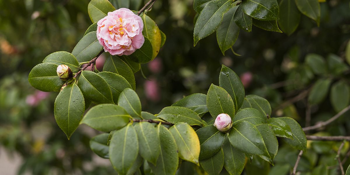 les secrets pour éviter que votre camélia perde ses boutons floraux