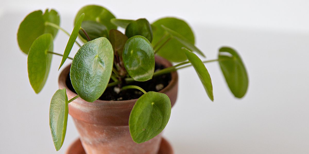 La plante à monnaie chinoise : un succès vert à la maison
