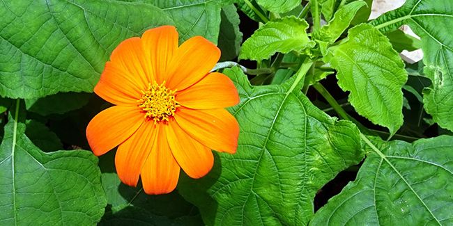 Le tournesol du Mexique : une explosion de couleurs tout l'été