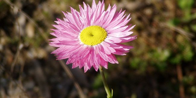 L'acroclinium : la beauté éphémère de l'immortelle d'Australie
