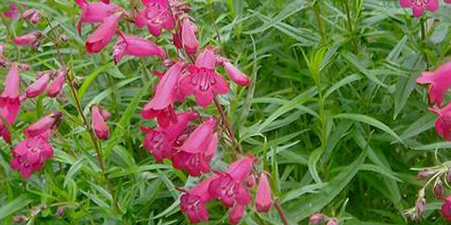 Le penstemon : une touche sauvage pour votre jardin