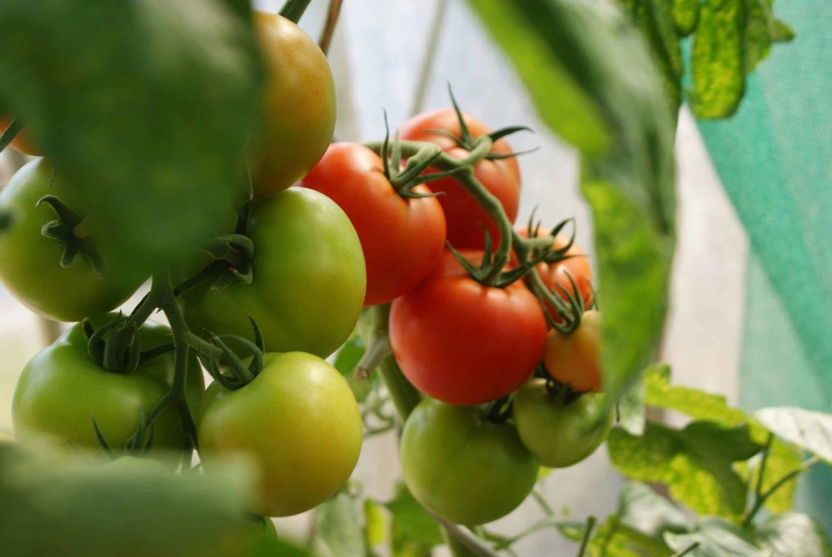 Transformez vos tomates vertes en délices rouges grâce à ces astuces éprouvées