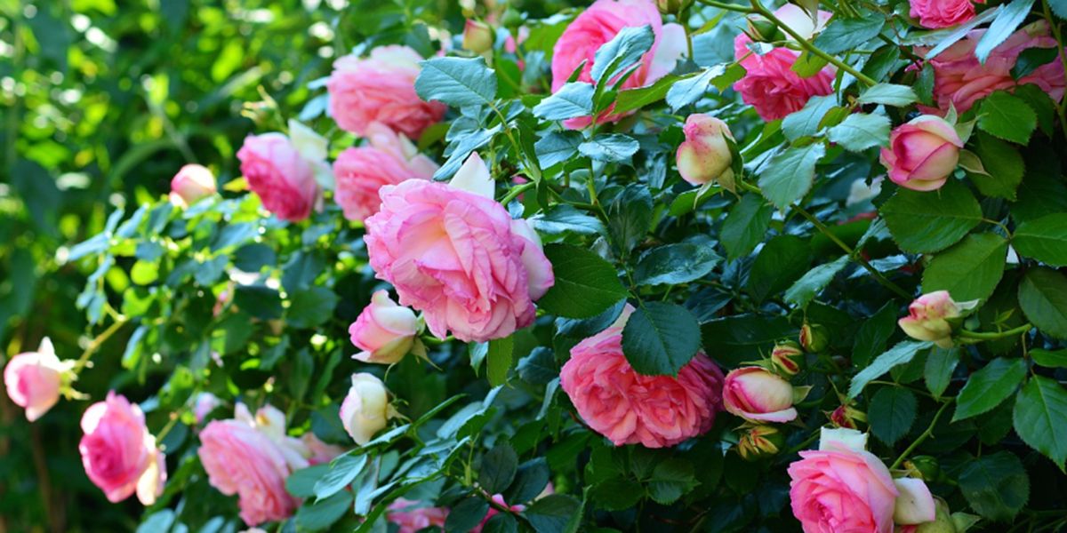 À la découverte des rosiers : des fleurs emblématiques à cultiver sans effort