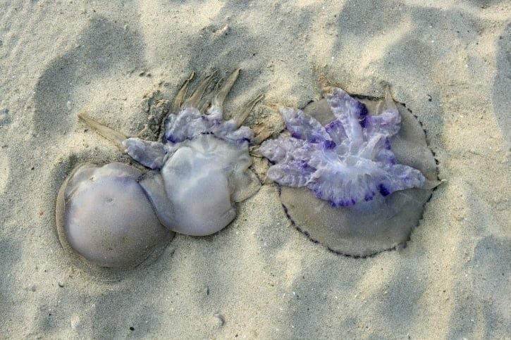 Manger des méduses : une solution pour nos océans en danger
