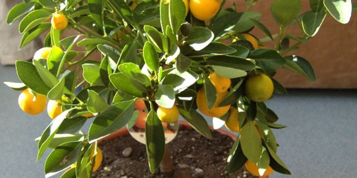 Le calamondin : un oranger d’appartement fascinant