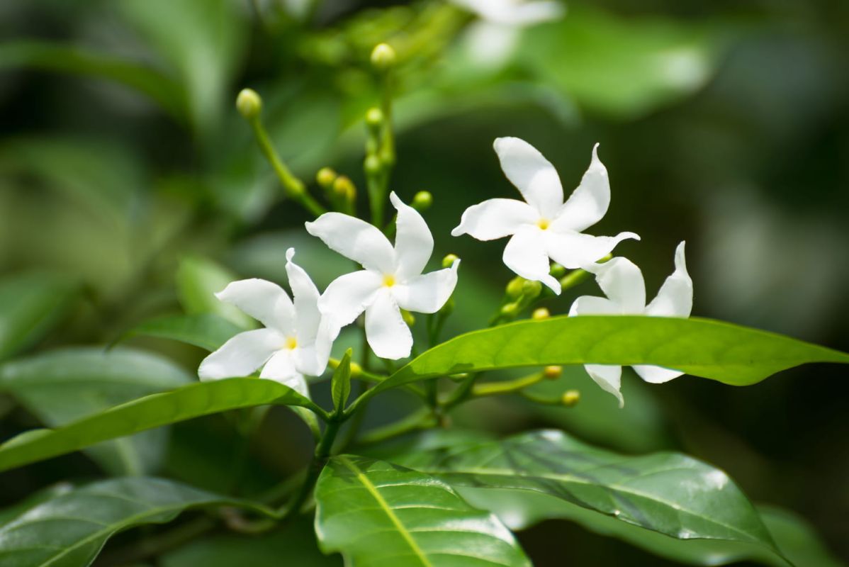 15 fleurs parfumées pour un jardin enchanteur