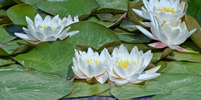 À la découverte des nénuphars, symboles de sérénité aquatique