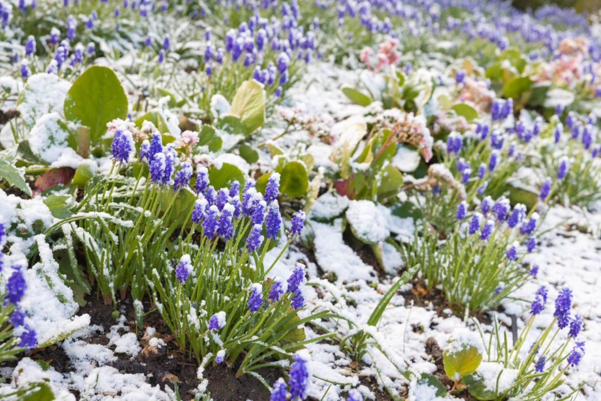 Attention au faux printemps : un piège pouvant détruire votre jardin