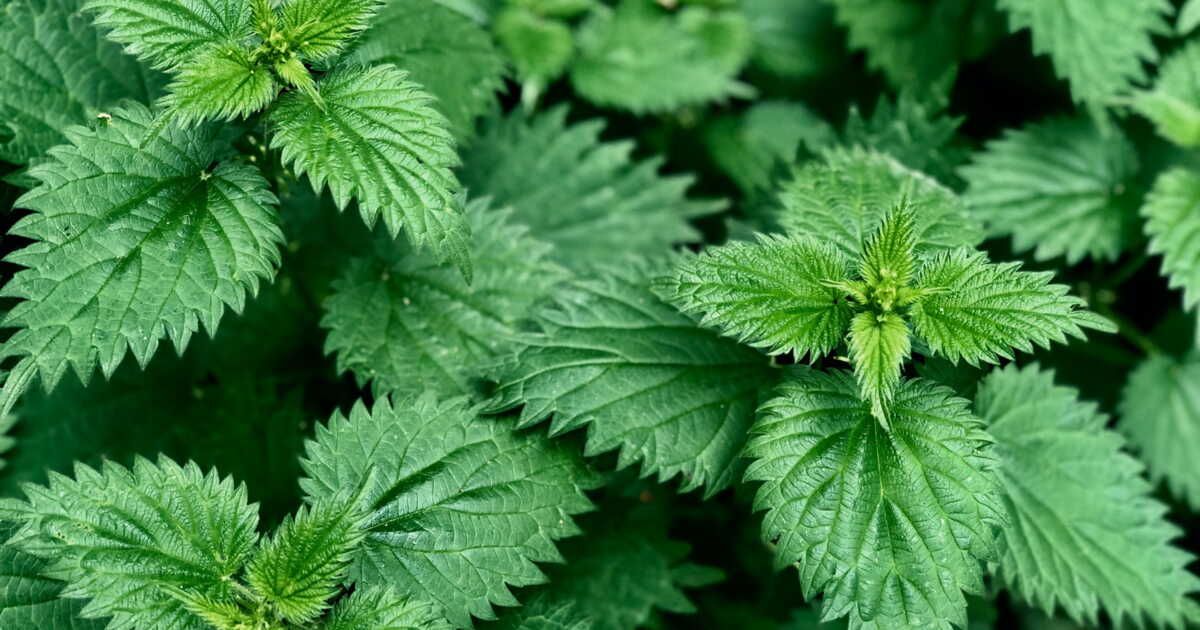Ort détox : 3 recettes délicieuses pour apprécier la plante aux mille vertus