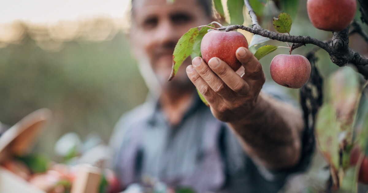 Protéger vos arbres fruitiers en hiver : astuces essentielles