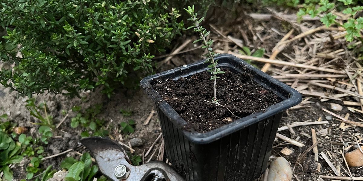 Les secrets pour bouturer le thym efficacement