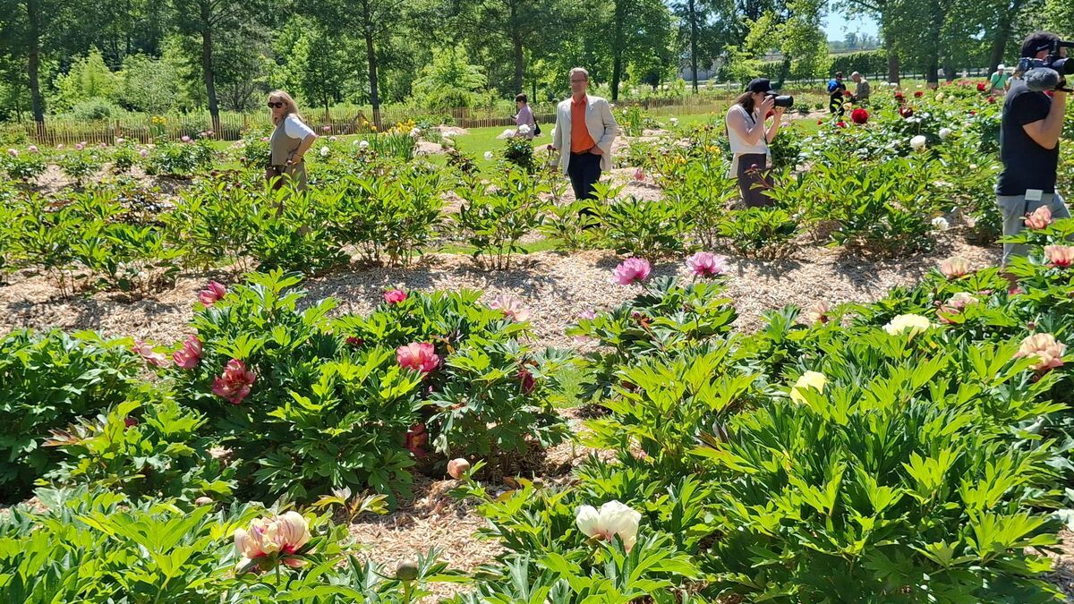 Un jardin de pivoines s’épanouit au château de Chantilly