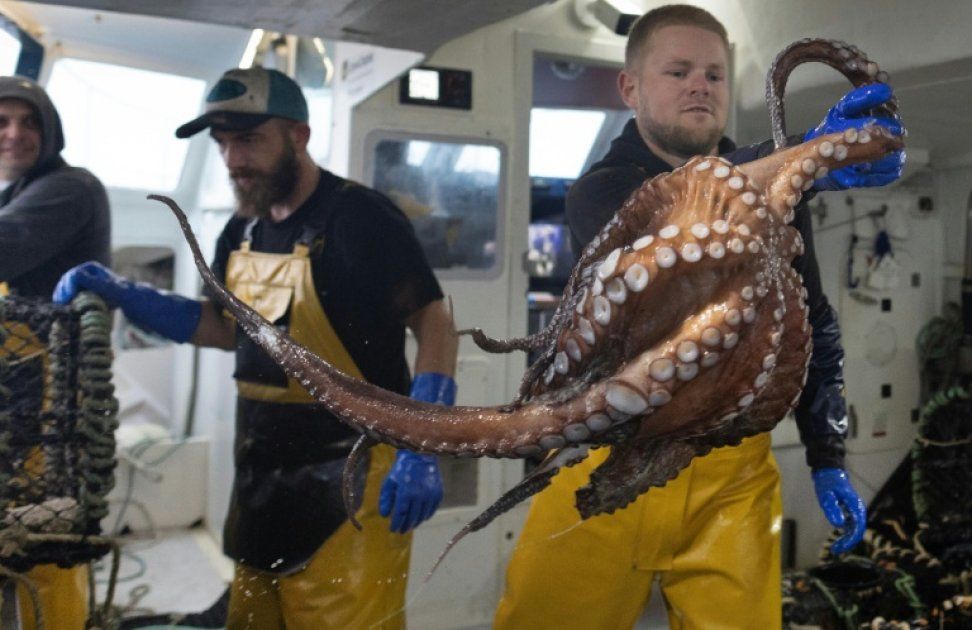 Le retour en force du poulpe : un vent de fraîcheur pour les pêcheurs bretons