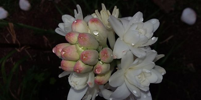 découvrez la tubéreuse, la fleur odorante qui illumine l'automne