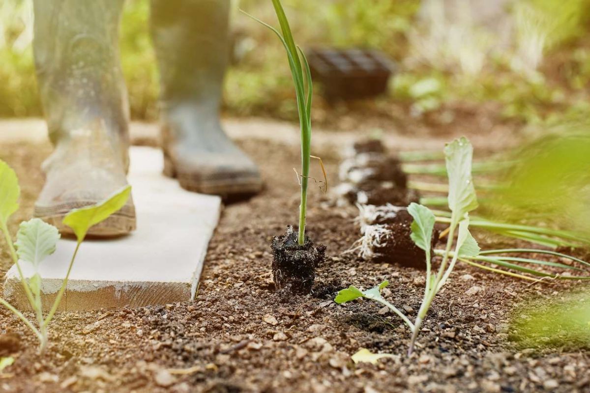 Les secrets pour réussir la culture des poireaux au jardin