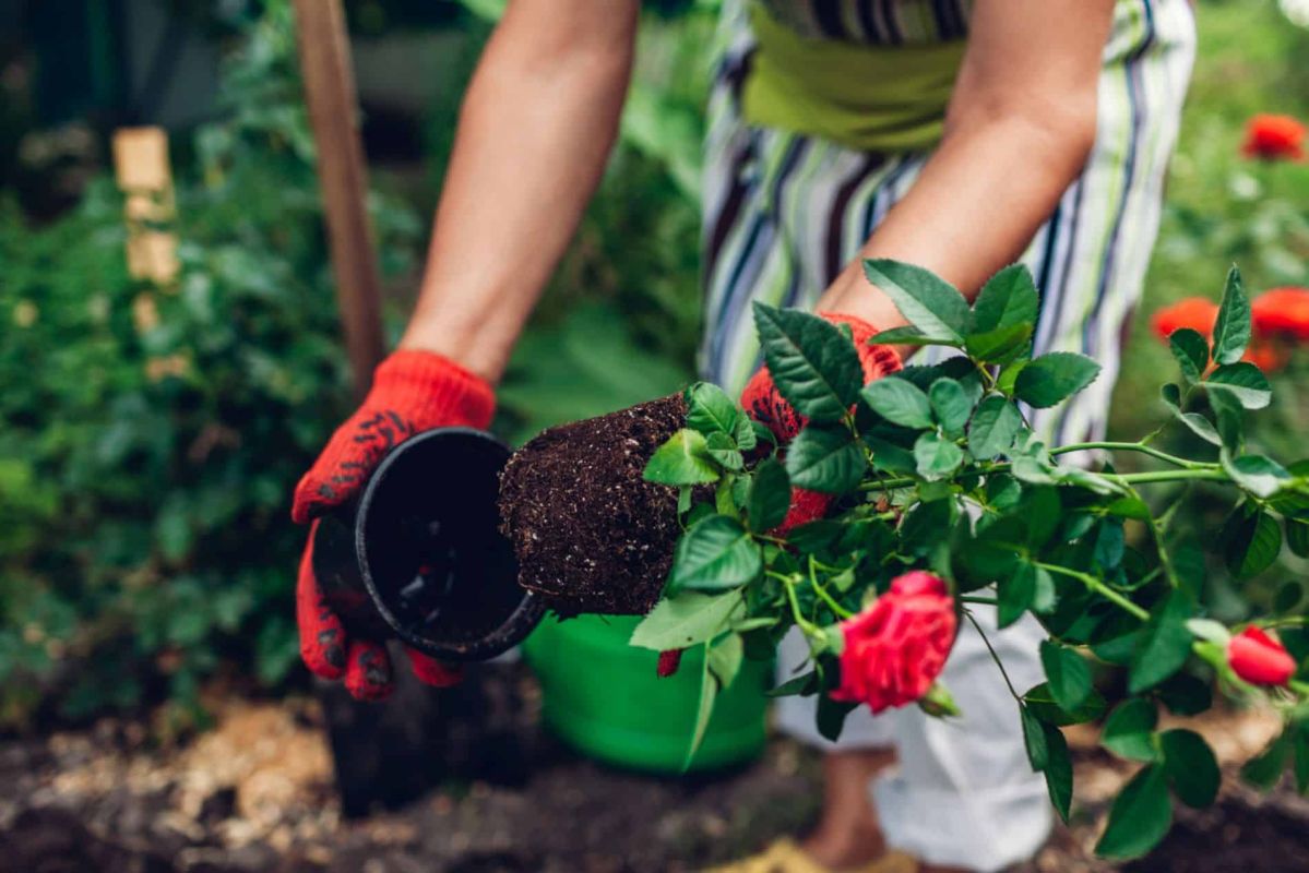 L'erreur de printemps qui freine vos rosiers : agissez avant qu'il ne soit trop tard