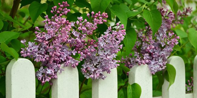 Le lilas commun, symbole parfumé du printemps