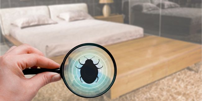 Piqûres de punaises de lit : identifiez et soignez efficacement