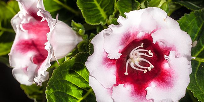 Gloxinia des fleuristes (Sinningia speciosa) : une fleur d'intérieur emblématique