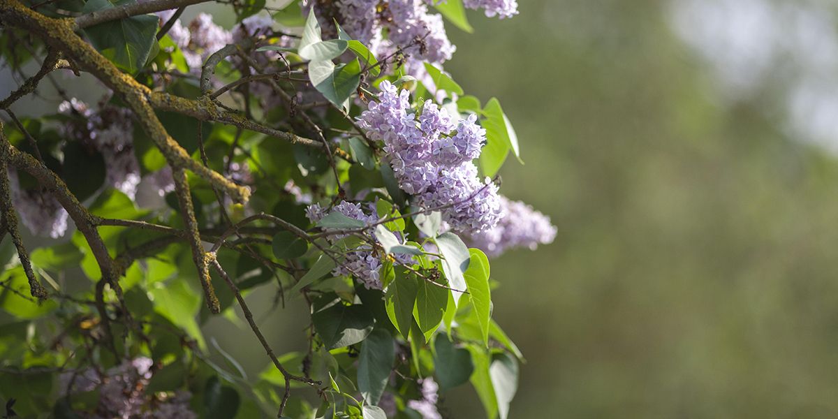 Optimiser la taille de votre lilas : conseils pratiques