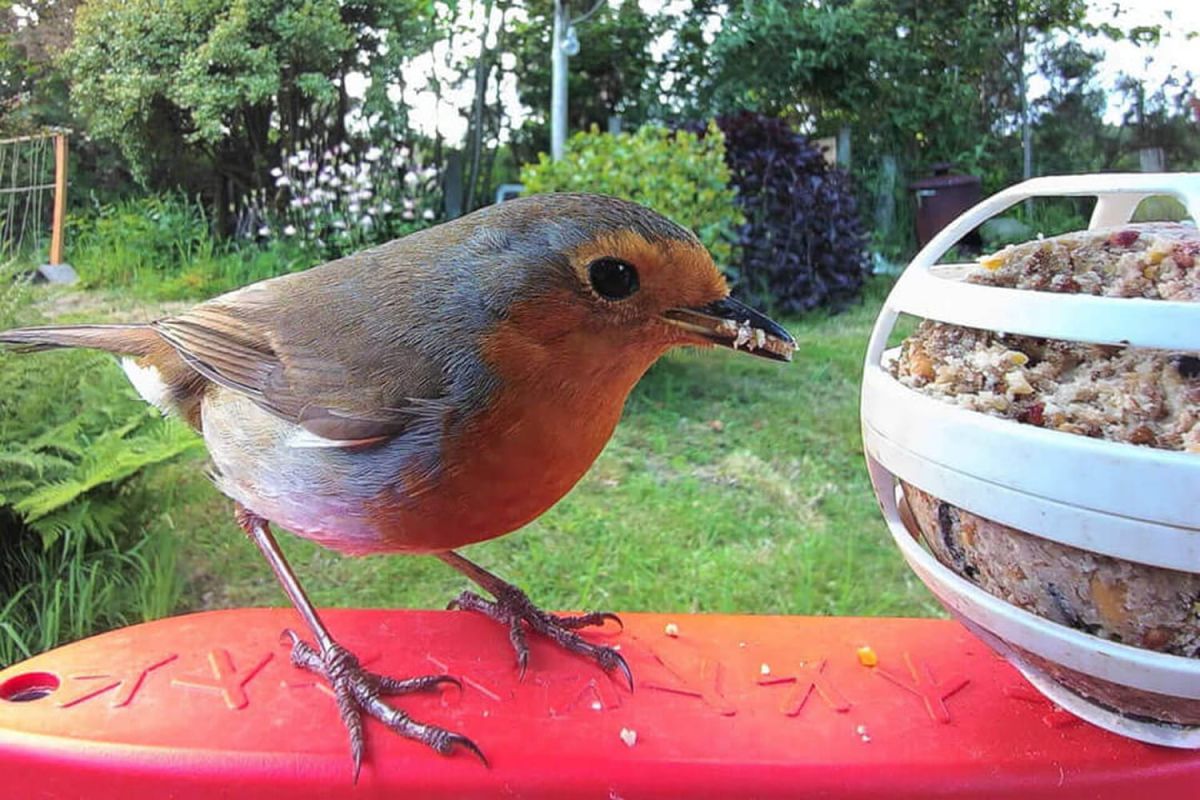 le must-have des stars pour votre jardin : une mangeoire à oiseaux high-tech