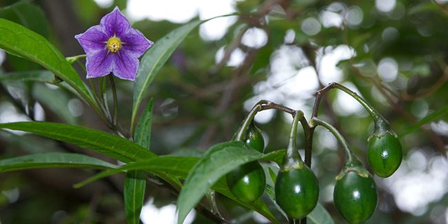 Pomme kangourou (Solanum aviculare) ou morelle des oiseaux