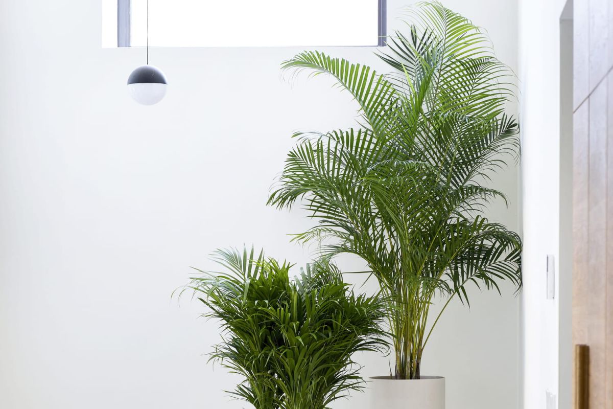 Dypsis lutescens : le palmier d'intérieur qui transforme votre espace